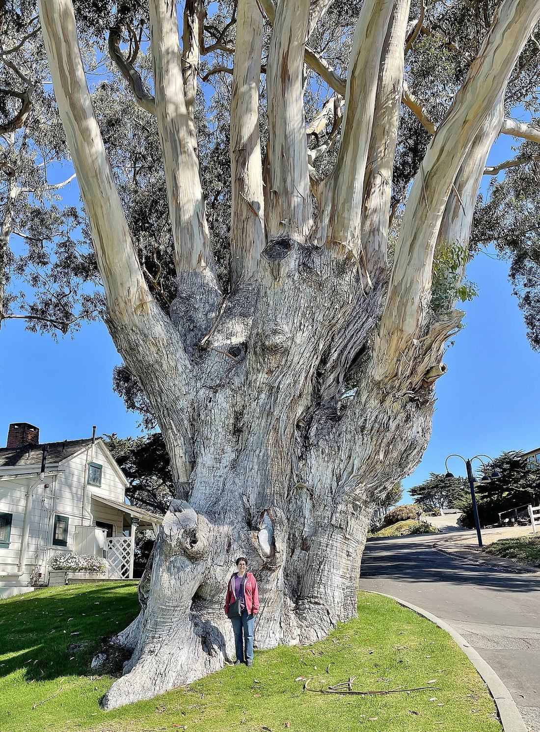 A eucalyptus tree