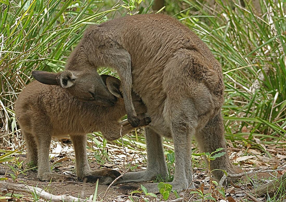 An eastern grey kangaroo feeding on grass