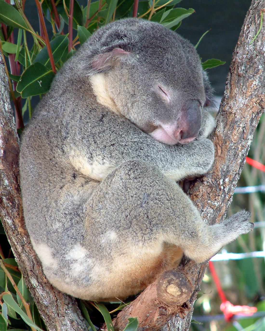 A koala in a eucalyptus tree near Cairns