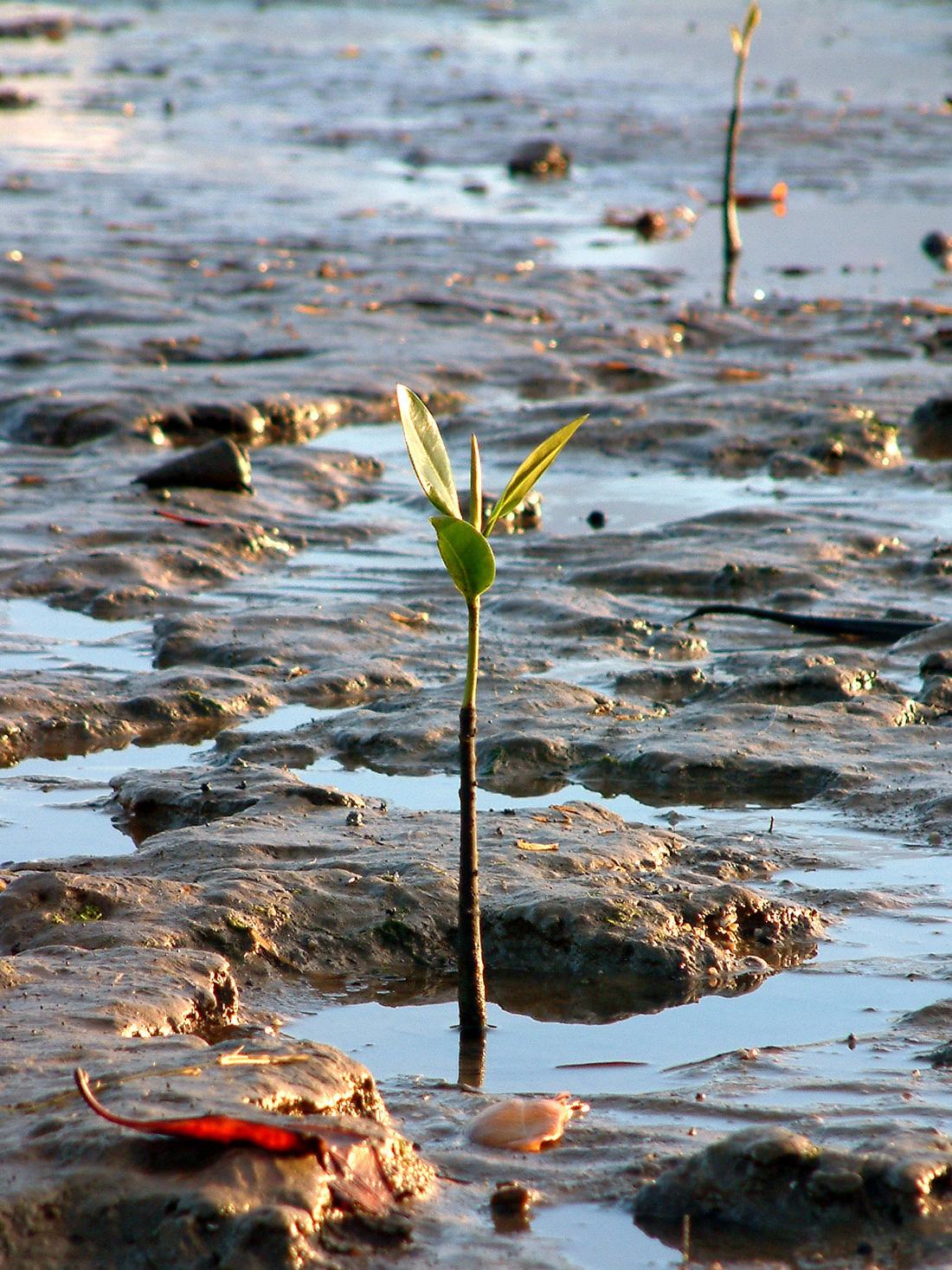 A tidal shoreline at Cairns, Queensland